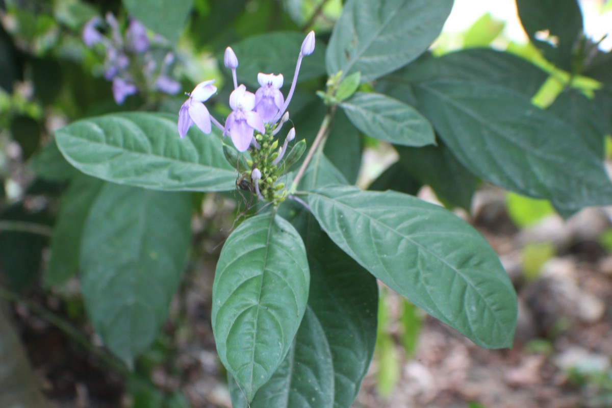 Pseuderanthemum graciliflorum (Nees) Ridl.